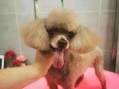 -宠福鑫康馨动物医院·骨科·眼科
