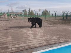 -鄂尔多斯野生动物园