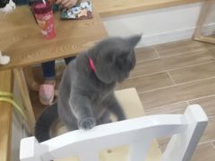 -李小姐の猫咖啡馆(五角场店)