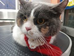 -车接车送·寄养洗护·德文猫舍(大宁店)