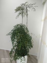 -HEYAN荷妍专业脱毛连锁机构