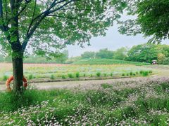 -花开海上生态园
