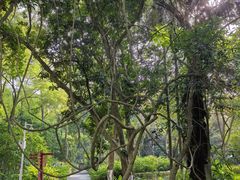 -广西壮族自治区药用植物园