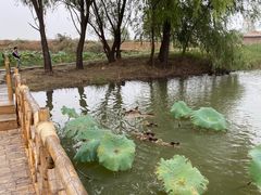 -池杉湖湿地公园