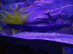 -芜湖新华联大白鲸海洋公园