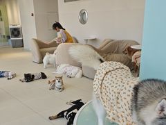 -怪兽屋·羊驼·猫咖·狗咖(俊华广场店)