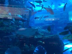 -迪拜水族馆及水下动物园