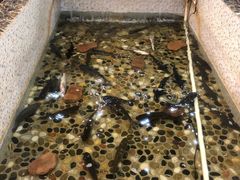 -白洋淀灶台鱼(名佳花园店)