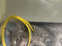-瑞派名望志远动物医院·猫科·內科·异宠专科(直港大道店)