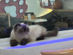 -喵园·猫主题咖啡厅·撸猫·猫咖(国贸店)