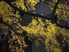 -华西坝(地铁站)