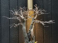 -觀芷隐轩