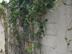 -东寨港红树林旅游区