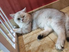 -猫爷宠物生活馆·撸猫馆