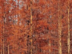 -白鹭湾湿地公园