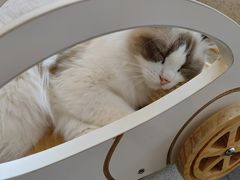 -飞行喵MR PILOT|猫舍·猫咖(静安大融城店)