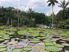 -中国科学院西双版纳热带植物园