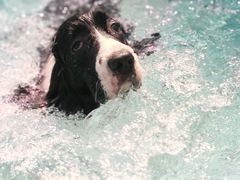 -趣玩宠物乐园寄养训犬训狗游泳池