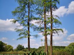 -昆山城市生态森林公园