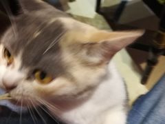 -猫色咖啡·猫咖