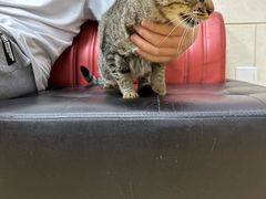 -瑞派天宁宠物医院·猫科·异宠中心
