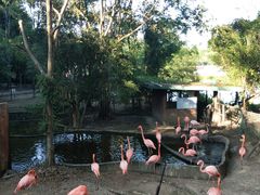 -清迈夜间动物园