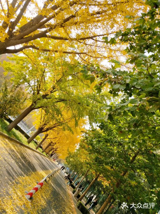 三里屯东五街银杏大道图片