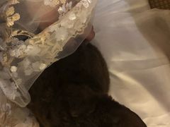 -喵屿·大理花园猫咖