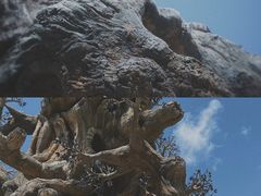 -珠海长隆海洋王国