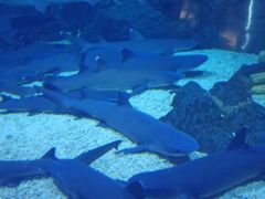 -烟台海昌鲸鲨海洋公园