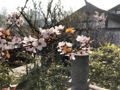 -小玲子(诸葛古镇店)