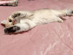 -猫大福·Fortune Cat猫舍(百子湾店)
