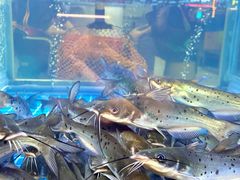 -石锅苗苗鱼(武汉首店)