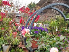 -桂林市花鸟市场