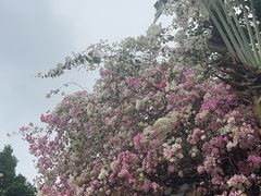 -深圳国际园林花卉博览园