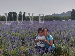 -北京东方普罗旺斯薰衣草庄园