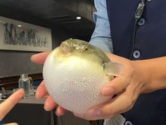 -肆月河豚·新淮扬(金融街店)