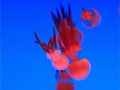 -上海海洋水族馆