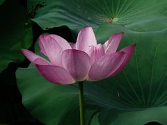 -扬州大运河文化旅游度假区·盆景园