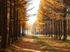 -塞罕坝国家级自然保护区