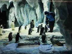 -帝企鹅自助餐厅•儿童岛•真企鹅(长隆企鹅酒店)