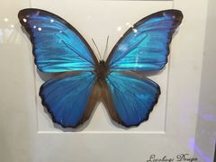 商城 巴西蓝蝶-北京中国大饭店