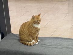 -派特宠物医院(圆融广场店)