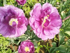 -洛阳郁金香牡丹园