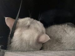 -中农国际动物医院24小时·猫科·骨科·急重症中心