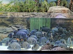 -上海海洋水族馆