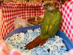 -翠华餐厅(德基广场店)