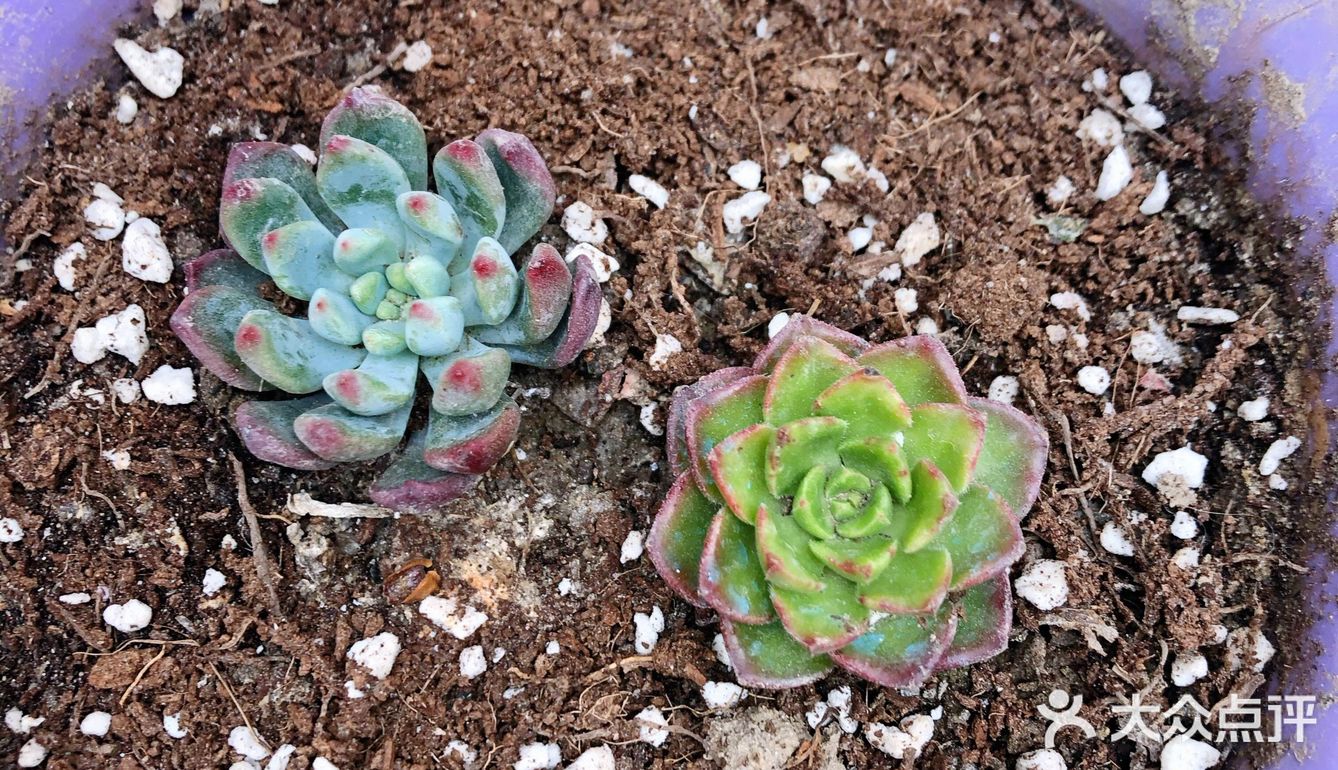 宅家的空闲时间多了,春天也到了,就忍不住买了好多小多肉