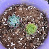 宅家的空闲时间多了,春天也到了,就忍不住买了好多小多肉