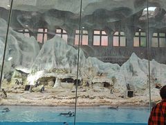 -帝企鹅自助餐厅•儿童岛•真企鹅(长隆企鹅酒店)